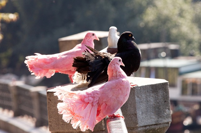 也成为小众 也成为小众