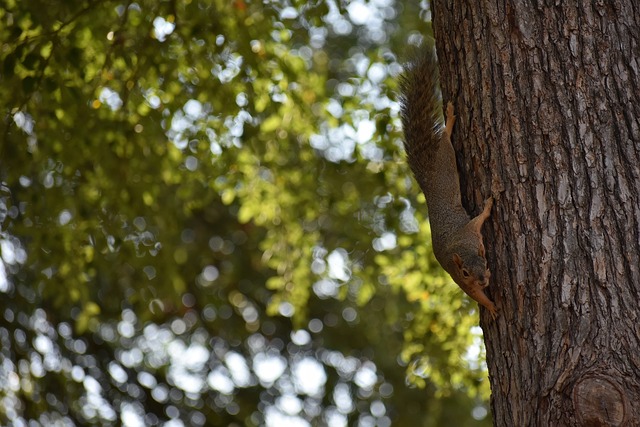 馬奎爾就是 馬奎爾就是